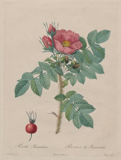 Kamtsjatka Roos (Rosa Kamtschatica), uit Redouté, Les Roses, Parijs, 1817-1824 door Pierre Joseph Redouté